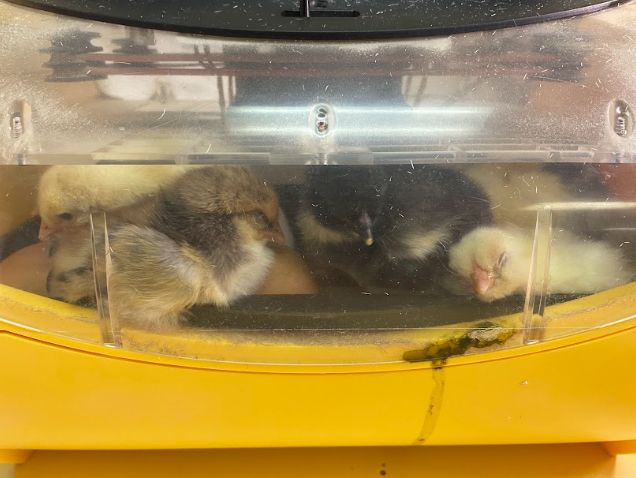 A group of baby birds in a plastic container
Description automatically generated