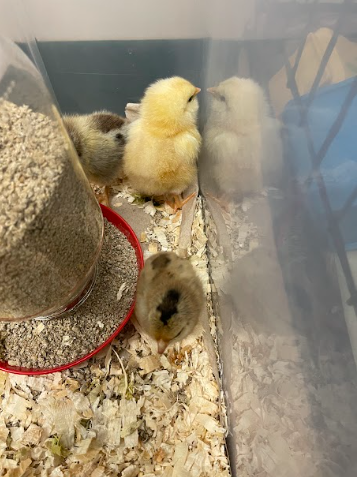 A group of chicks in a cage
Description automatically generated