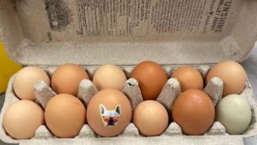 Free-Range EGGS