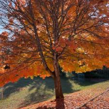 Gratitude Leaves