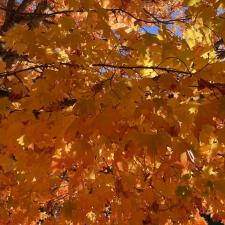Gratitude Leaves